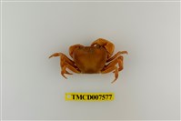 藏品(蔡氏澤蟹)的圖片